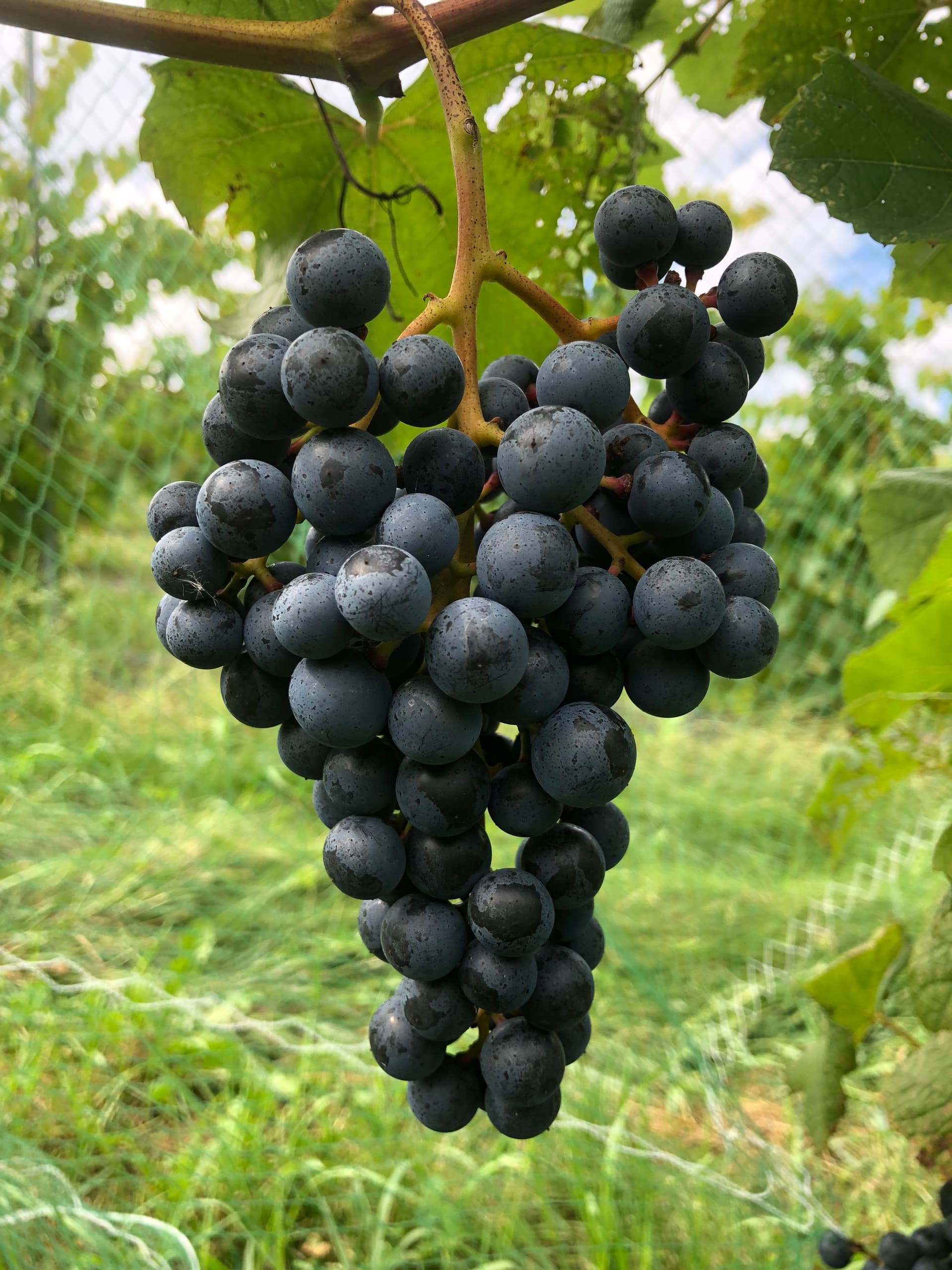 Grape Plant Named 'Resilience' - Image 2