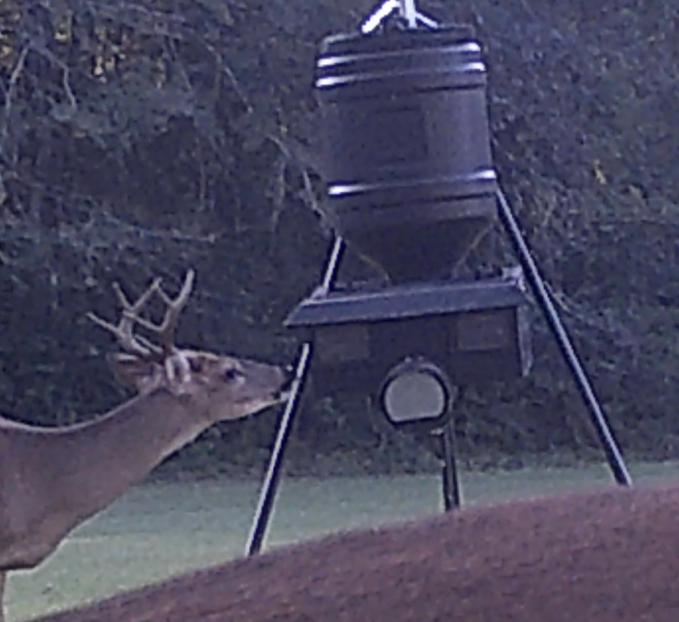 Animal Feeding System And Method Of Use - Image 1