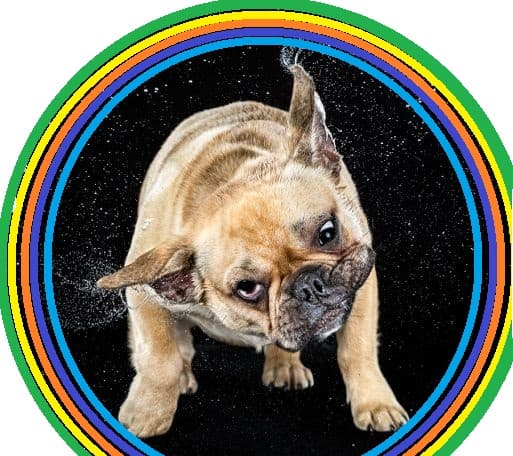 Portable Pet Washing Station - Image 4