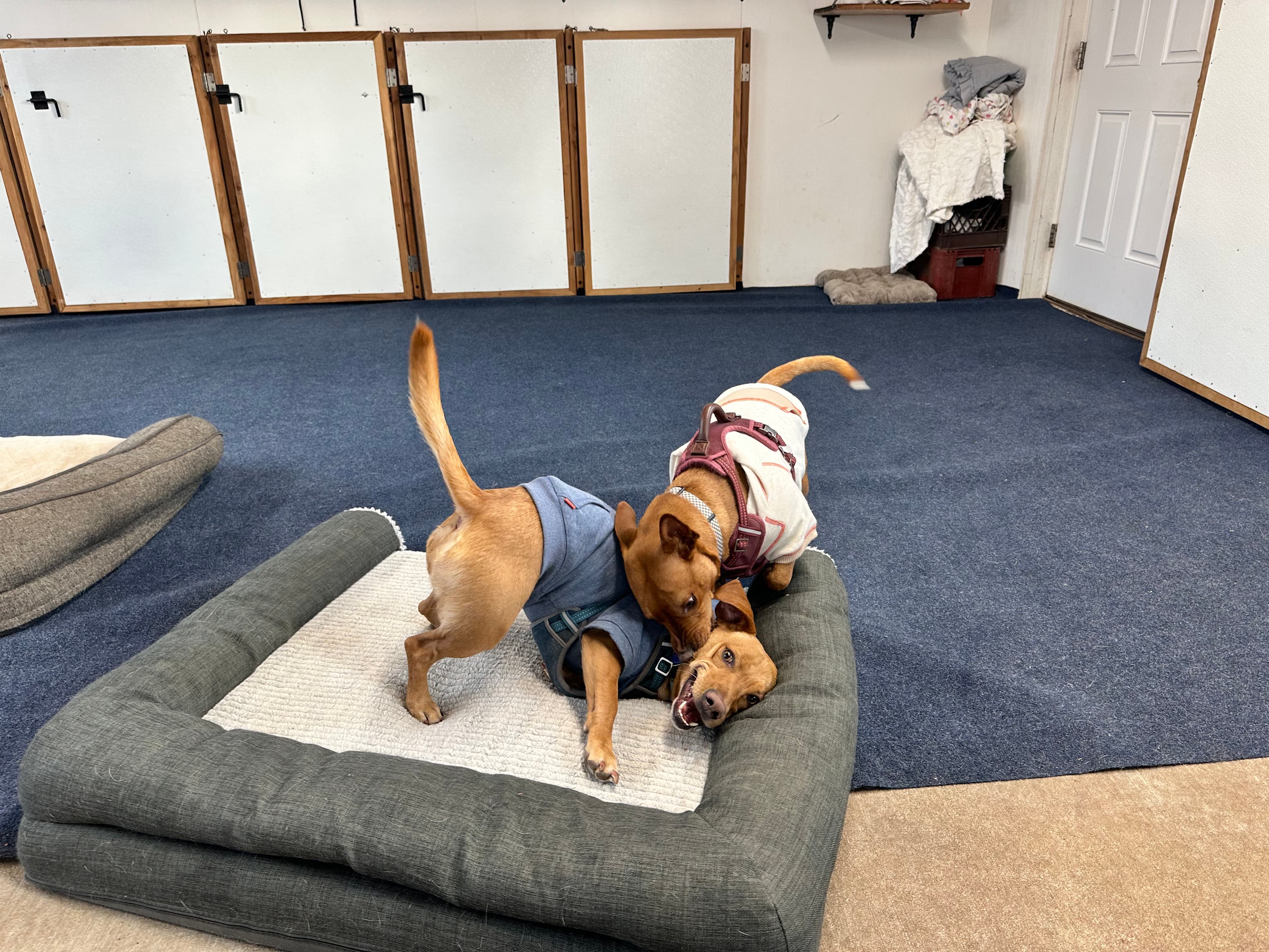 Hideaway Dog Kennel