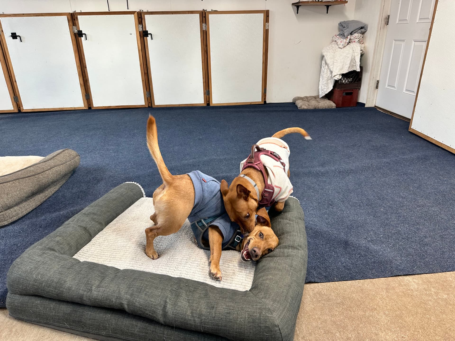 Hideaway Dog Kennel - Image 1
